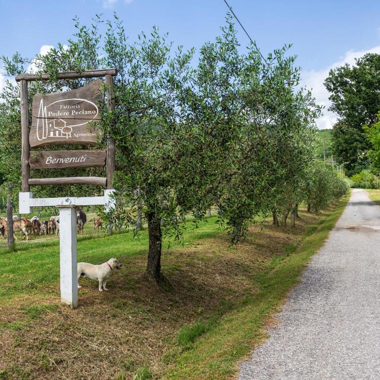 Agriturismo Fattoria Podere Peciano - Appartamento con 1 Camera da Letto - 13