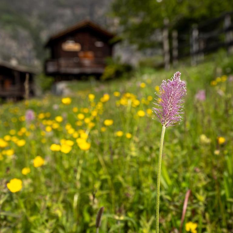 korn-stadel ARIDA PRATA "natur pur" - Chalet - 36