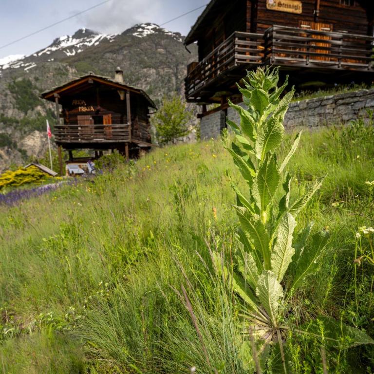 korn-stadel ARIDA PRATA "natur pur" - Chalet - 37