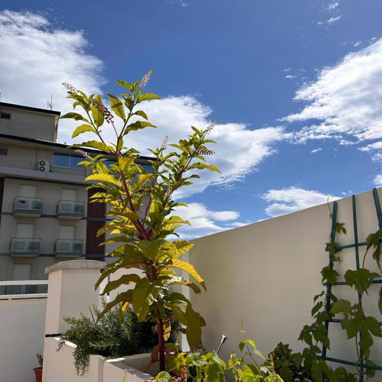 Residence Siesta - Appartamento con 1 Camera da Letto, Vista Mare e Terrazza - 10