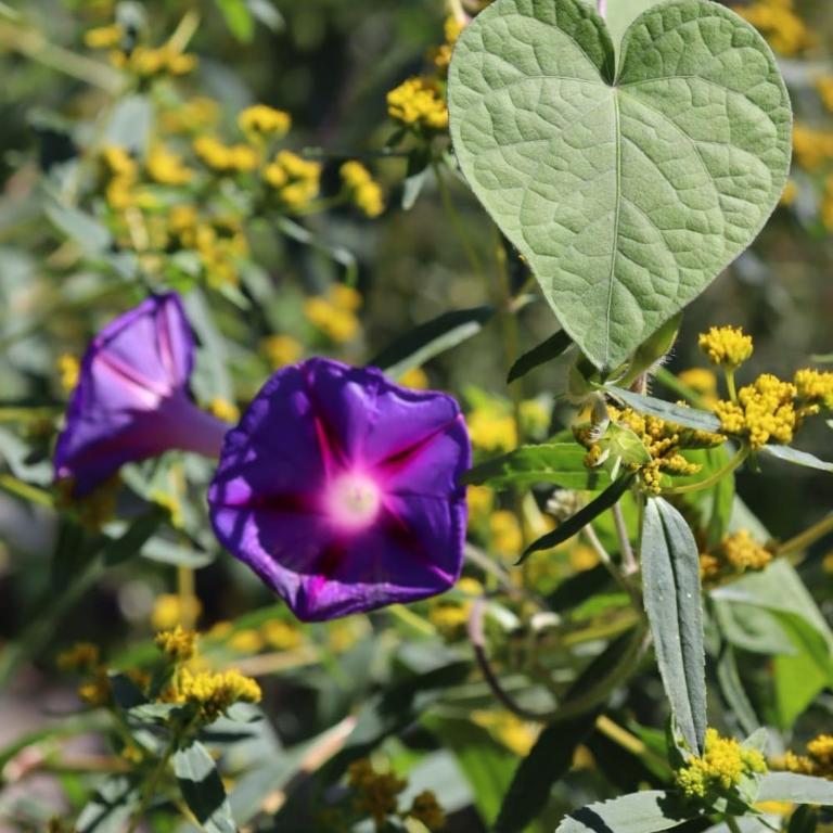 Incayuyo Cabañas - Casa con 1 dormitorio - 18