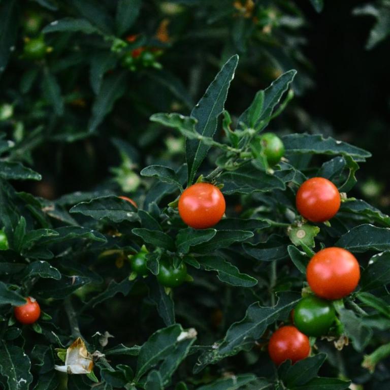 Incayuyo Cabañas - Casa con 1 dormitorio - 19