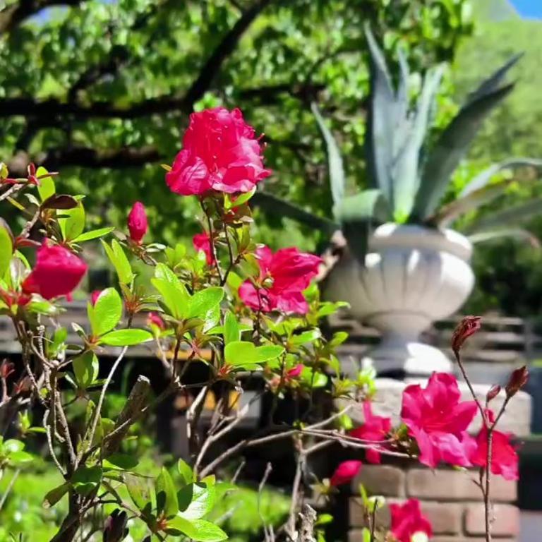 Villa Marchesa - Appartamento con 1 Camera da Letto e Terrazza - 5