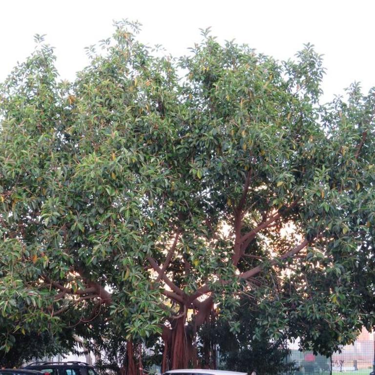 Relax nel verde- GioDaPi Palm - Appartamento con 2 Camere da Letto - 25