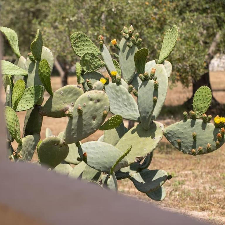 SestaLuna Ostuni - Trulli con piscina privata - Villa with Private Pool - 12