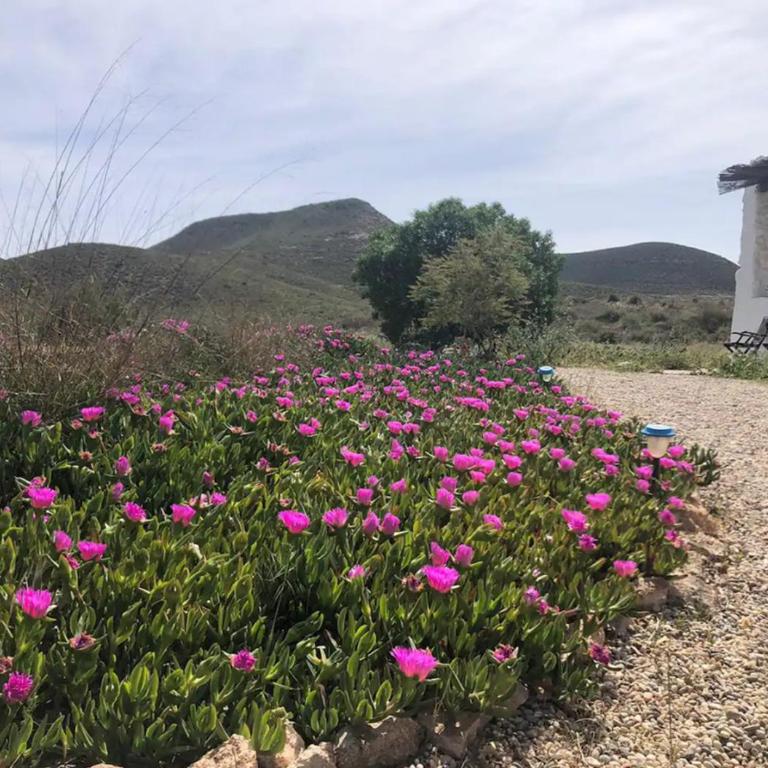 Estudio en cortijo en Fernán Pérez - Apartamento de 1 dormitorio - 6