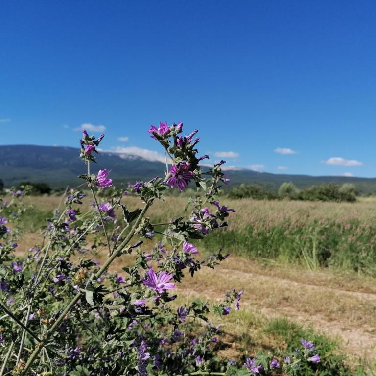 A GAUGUIN Cyclistes Ventoux - Appartement 1 Chambre - 72