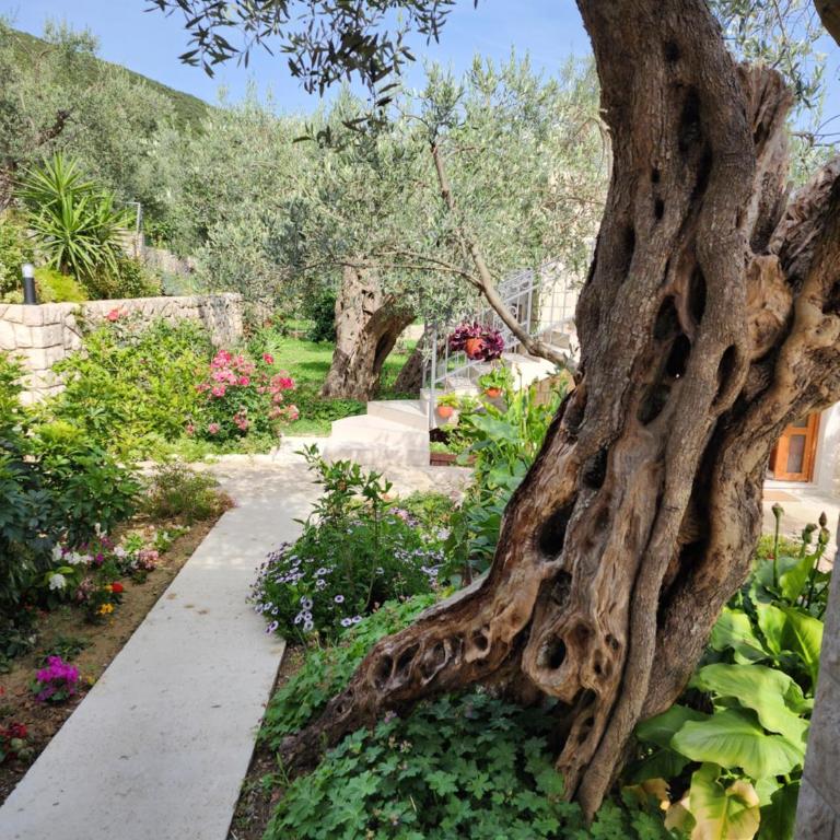 Rustic Olive House - Bungalow with Garden View - 6