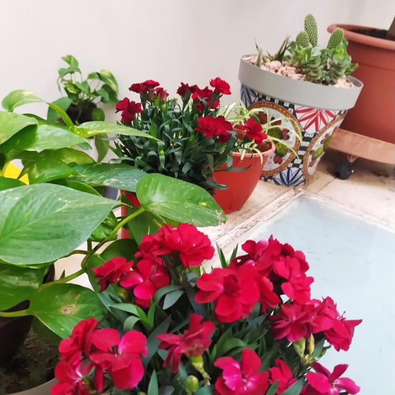 Elegante casa centro terrazzino,Park free Alfycodindia - Appartamento con 2 Camere da Letto - 20