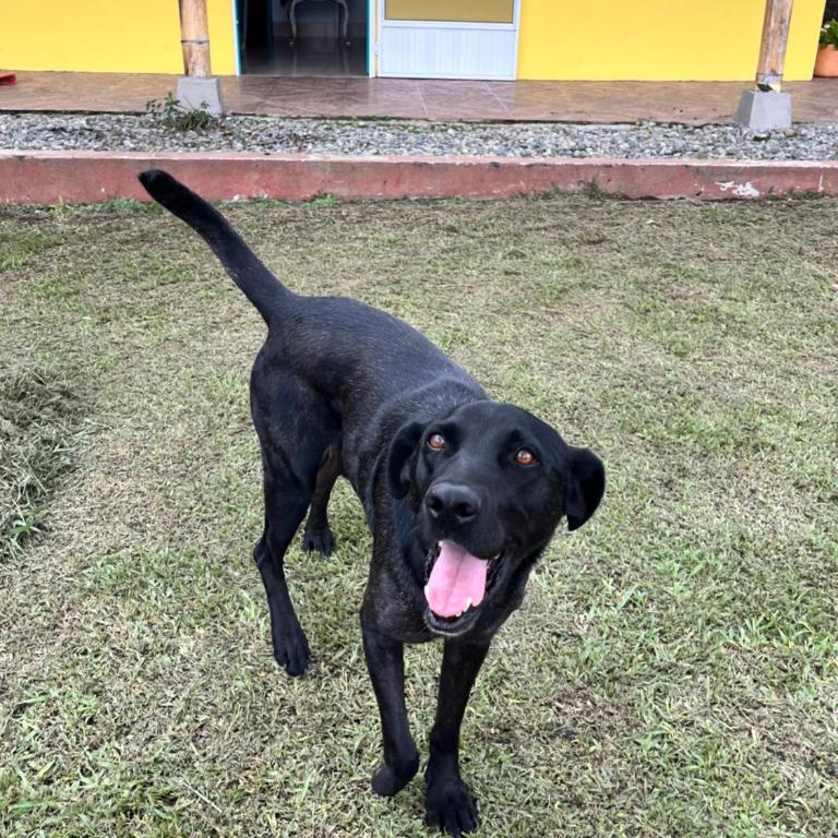 Finca La Molienda, espléndido Mirador del Quindio - Casa - 12