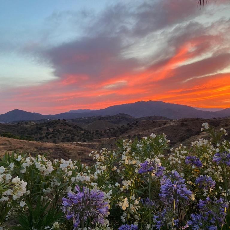 Finca Mis Alas - Villa - 42