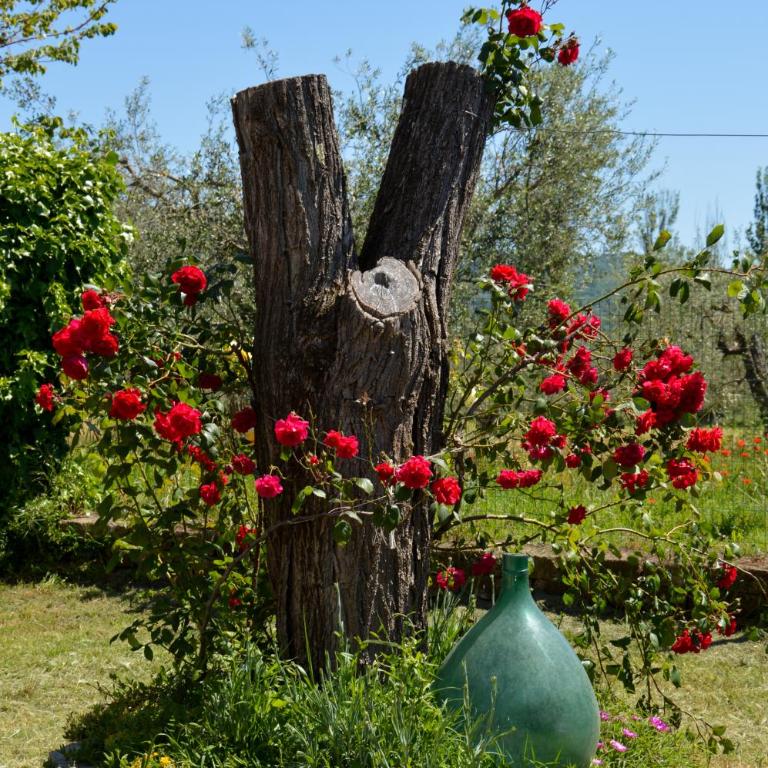Podere La Damesca - Agriturismo "La Fraschetta" - Camera Familiare con Vista Giardino - 10