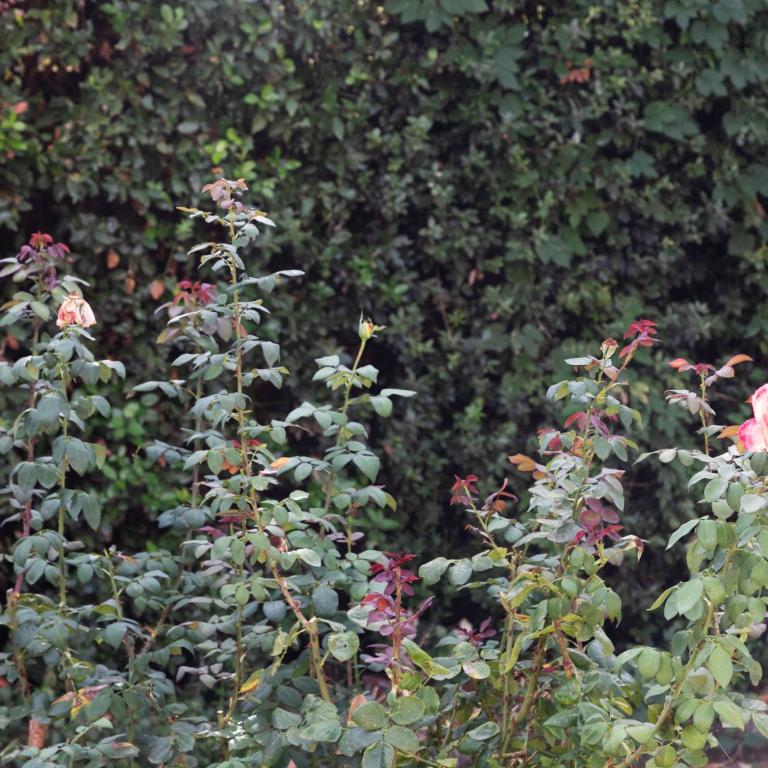 Il Giardino dei Desideri - Camera Matrimoniale con Bagno Privato - 6