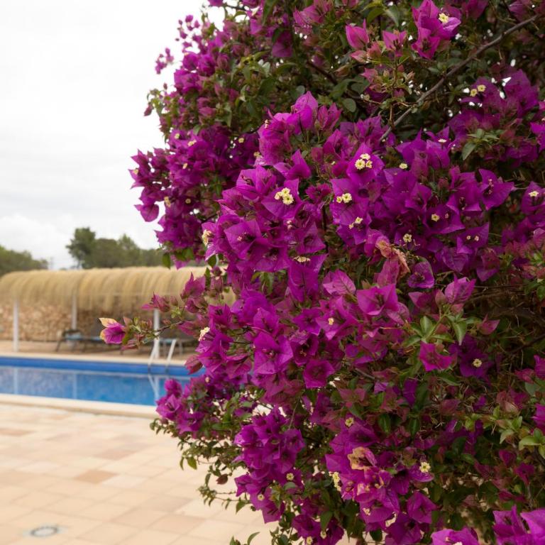 VIlla Mestral - Villa - 64