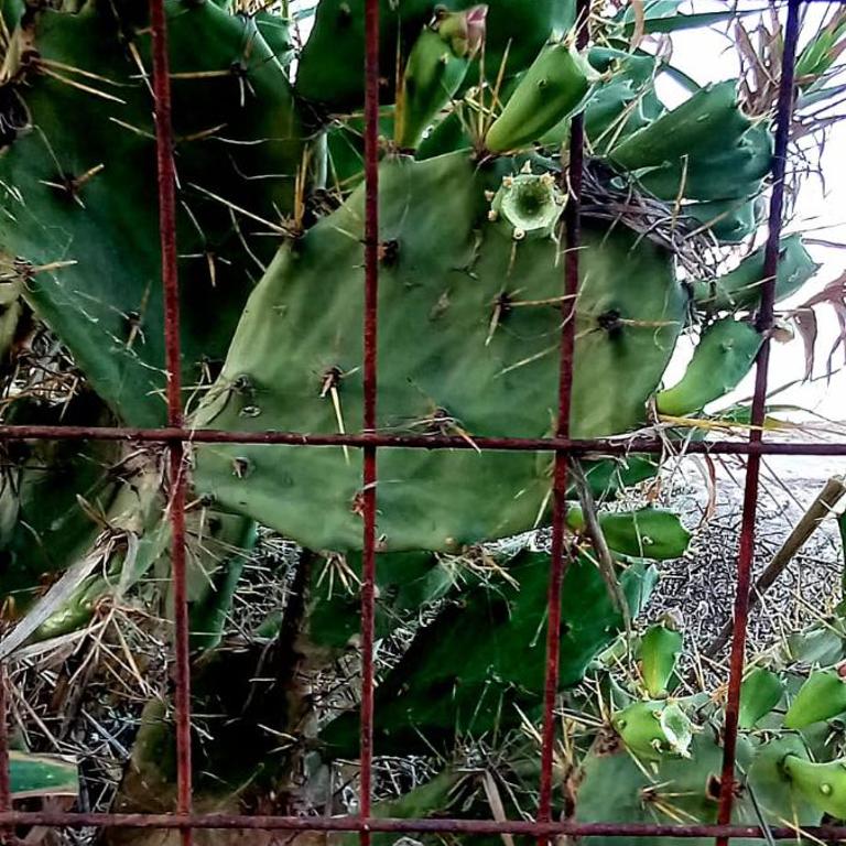 En Finca Las Dunas dos Chalets con jacuzzis en primera linea de playa , uno de 4 dormitorios y otro de 2 dormitorios, Llama al Seiscientos veintisiete Cuatrocientos diecisiete Trescientos noventa y ocho - Bungalow frente a la playa - 4