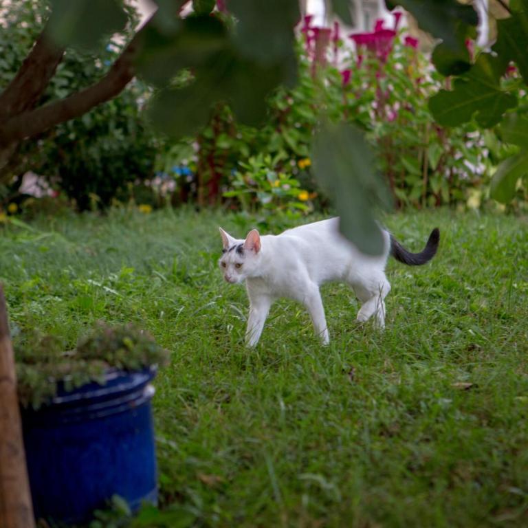 Apartment Naki - Apartman sa 2 Spavaće Sobe - 35