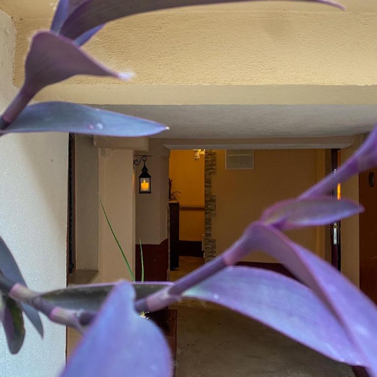 Peaceful Alley - One-Bedroom Apartment - 11