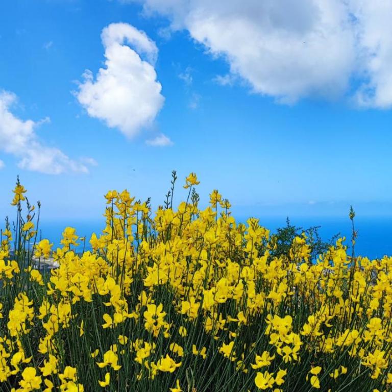 Rustic house - Apartman sa 1 Spavaćom Sobom - 19