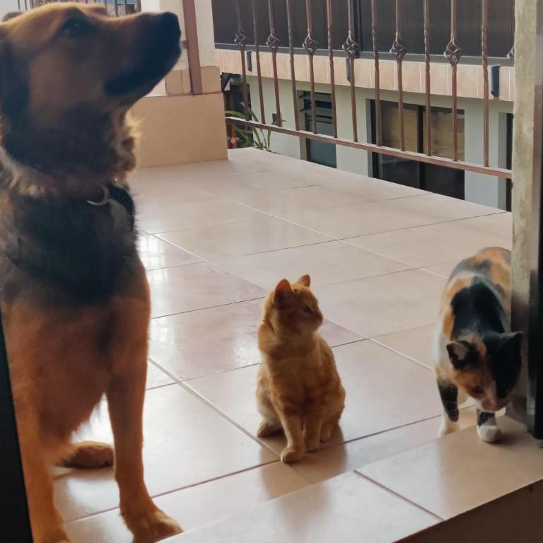 Casa Jardín Lemoine - Apartamento de 1 dormitorio - 15