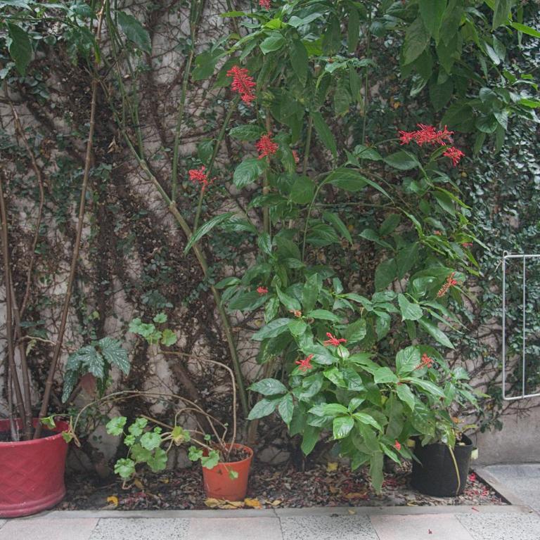 Green filled home with rooftop BBQ - Apartamento de 3 dormitorios - 44