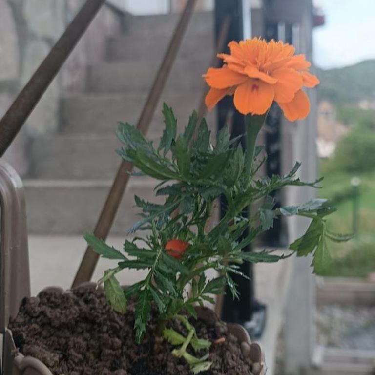 Vila Jasmina - Apartman sa 2 Spavaće Sobe - 78