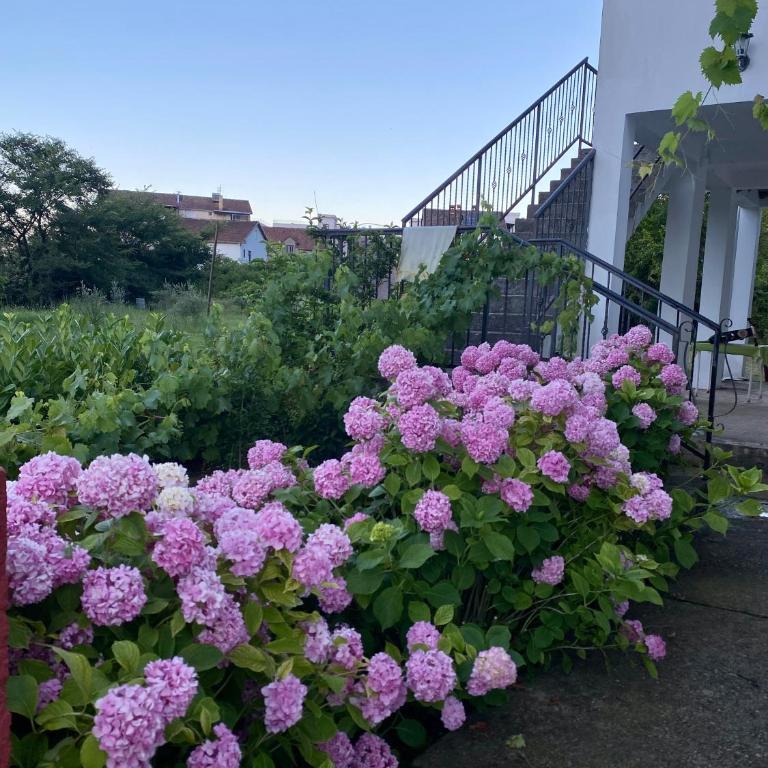 Apartmani Dragana - Apartment - 2
