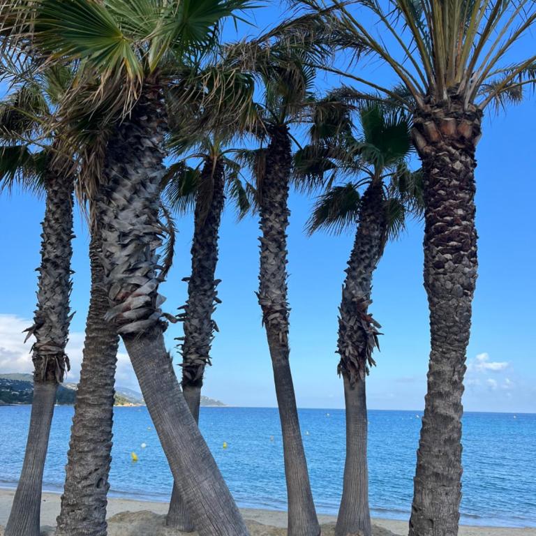 Le Lavandou St Clair - Appartement 1 Chambre - 13
