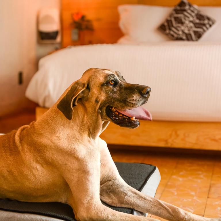 Petit Mesón (Pet Friendly Hotel) - Habitación Doble - se aceptan mascotas - cama extragrande - 23