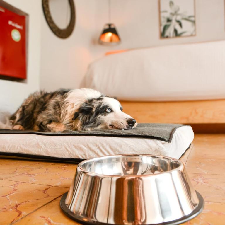 Petit Mesón (Pet Friendly Hotel) - Habitación Doble - se aceptan mascotas - cama extragrande - 16