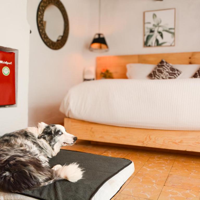 Petit Mesón (Pet Friendly Hotel) - Habitación Doble - se aceptan mascotas - cama extragrande - 7
