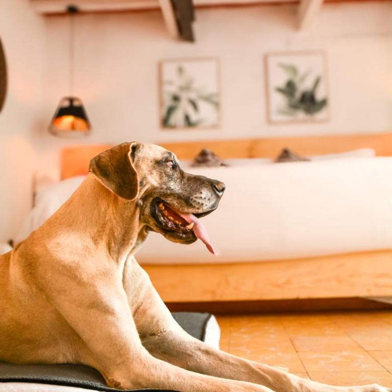 Petit Mesón (Pet Friendly Hotel) - Habitación Doble - se aceptan mascotas - cama extragrande - 10