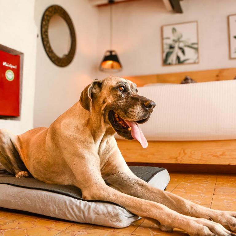 Petit Mesón (Pet Friendly Hotel) - Habitación Doble - se aceptan mascotas - cama extragrande - 30