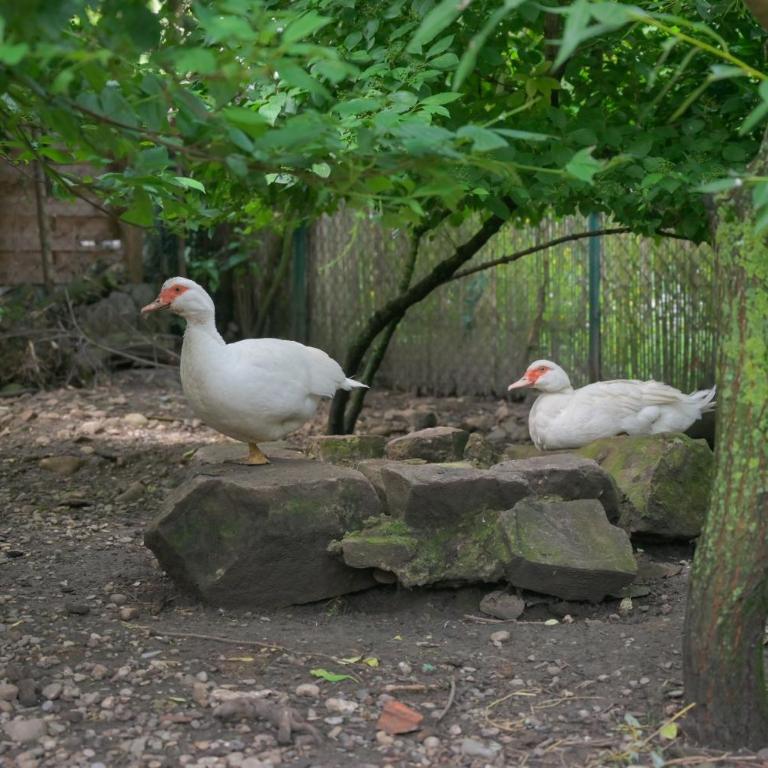 Colmar Friends and Familly guest home - COLMAR Gare - Jardin - Combles et Vous - Appartamento con Vista Giardino - 75