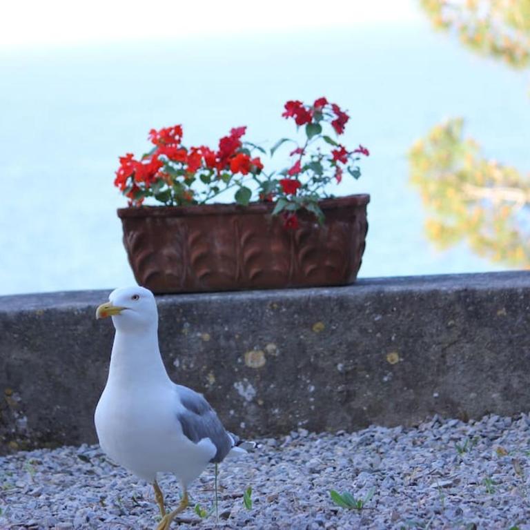 Monolocale with amazing sea view - Appartamento con 1 Camera da Letto - 11