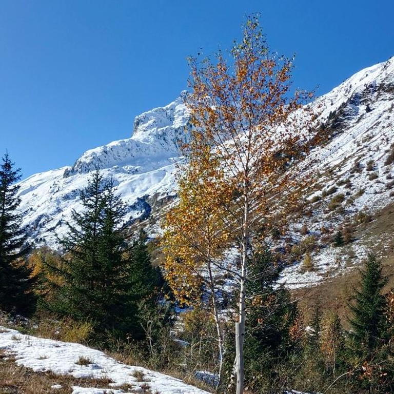 Chalet Le Loup Bouquetin - Chalet - 28