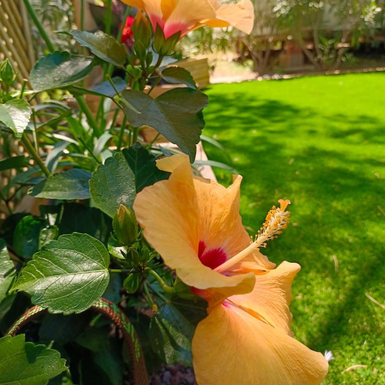 Le Lagon Rose nice bungalow Camping SIBLU le Mar Estang Canet-en-Roussillon, 2 rooms, 2 bathrooms, 2 TV, free WIFI, sheets & towels included, beach at 5 mn walk - Mobile Home - 3