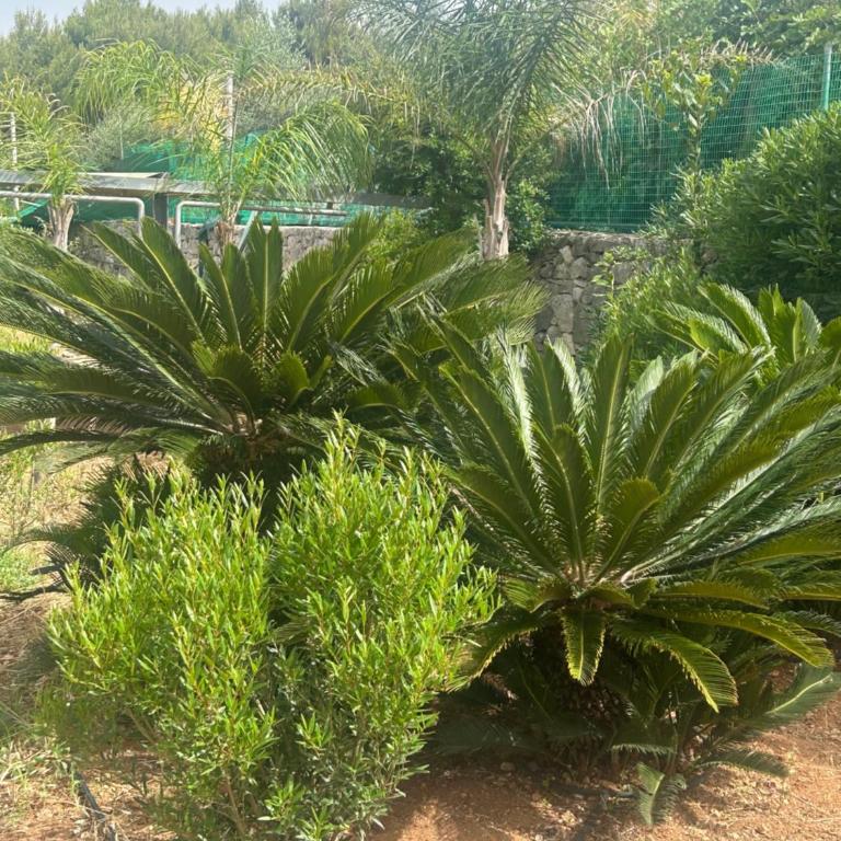 Villa Jobè - Casa Vacanze - 33
