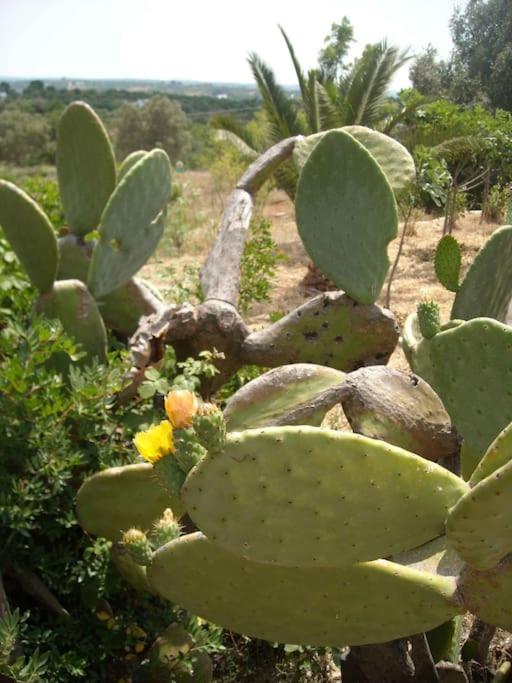 Trullo dell'Upupa - Casa con 3 Camere da Letto - 21