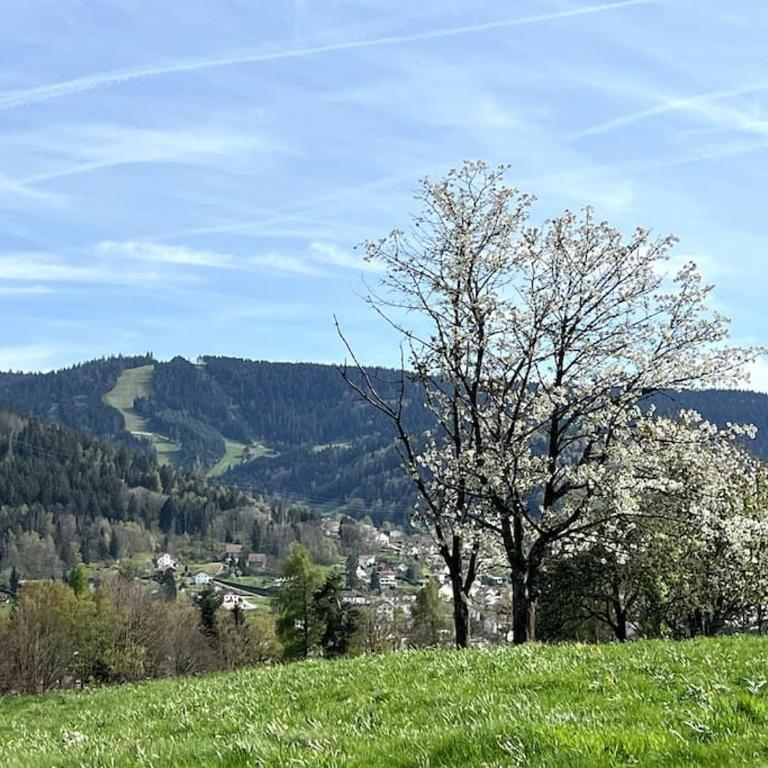 Les deux maisons - Roz - Appartement Gérardmer vue pistes proche lac - Appartement 2 Chambres - 17