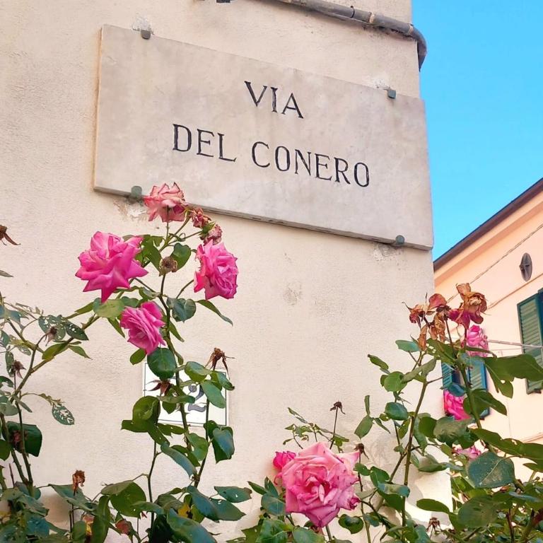 LoLé sulla Via del Conero - Appartamento - Piano Terra - 3