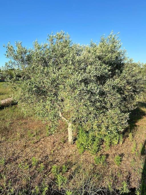 La casa degli ulivi - Casa con 3 Camere da Letto - 13
