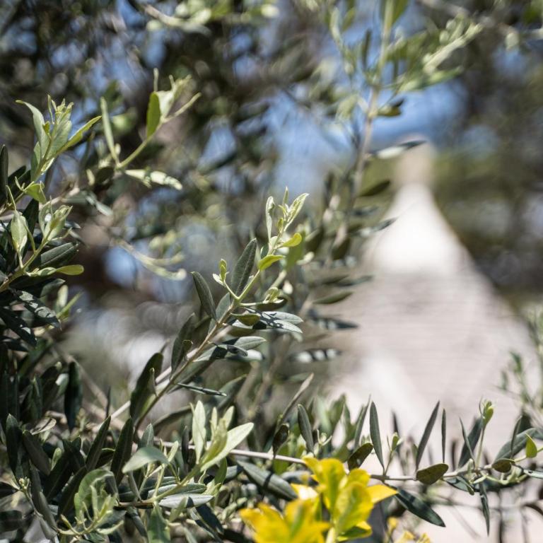 Trullo Leone - Casa Vacanze - 40