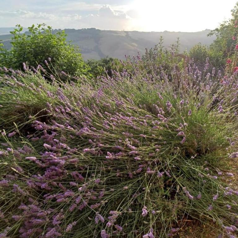 Casa Asilo La Foce, Val d' Orcia, Pienza. - Casa con 2 Camere da Letto - 40