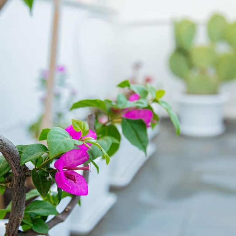 La Terrazza in fiore - Casa con 1 Camera da Letto - 29