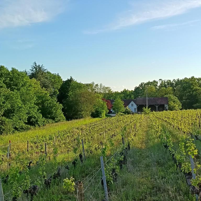 Gîte au milieu des vignes - Haus mit 2 Schlafzimmern - 1