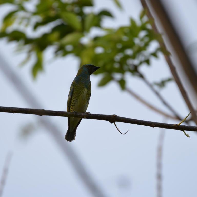 Romeo y Julieta - Cabaña Privada en Minca - One-Bedroom Apartment - 32