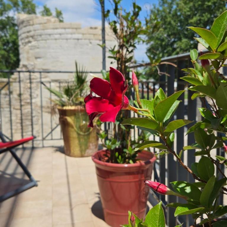 Brit Hotel Acacias - Chambre Double Club avec Terrasse (19 m²) - 8