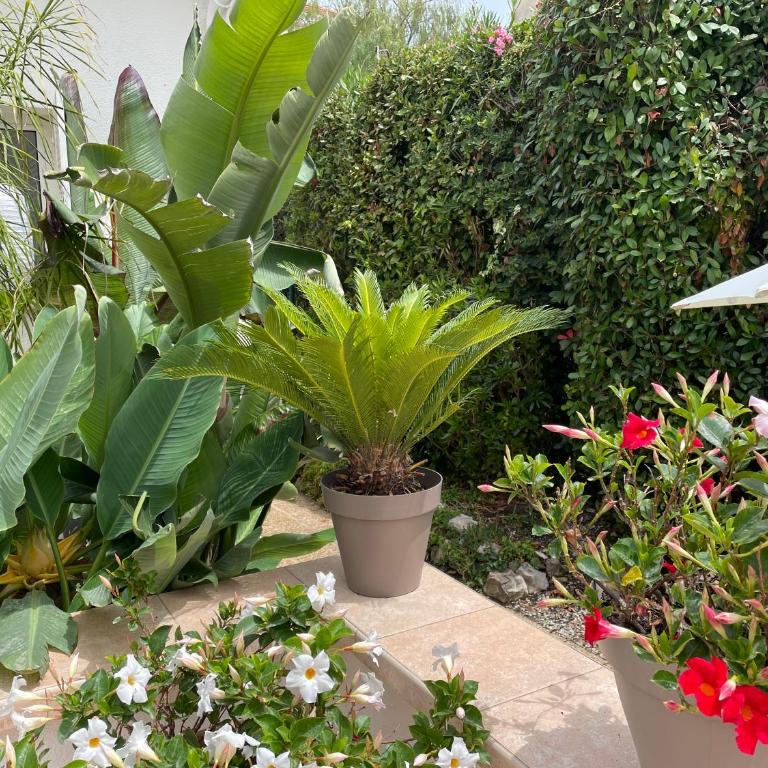 Le Cabanon Cap d Antibes 80 m de la plage - Villa 2 Chambres - 13