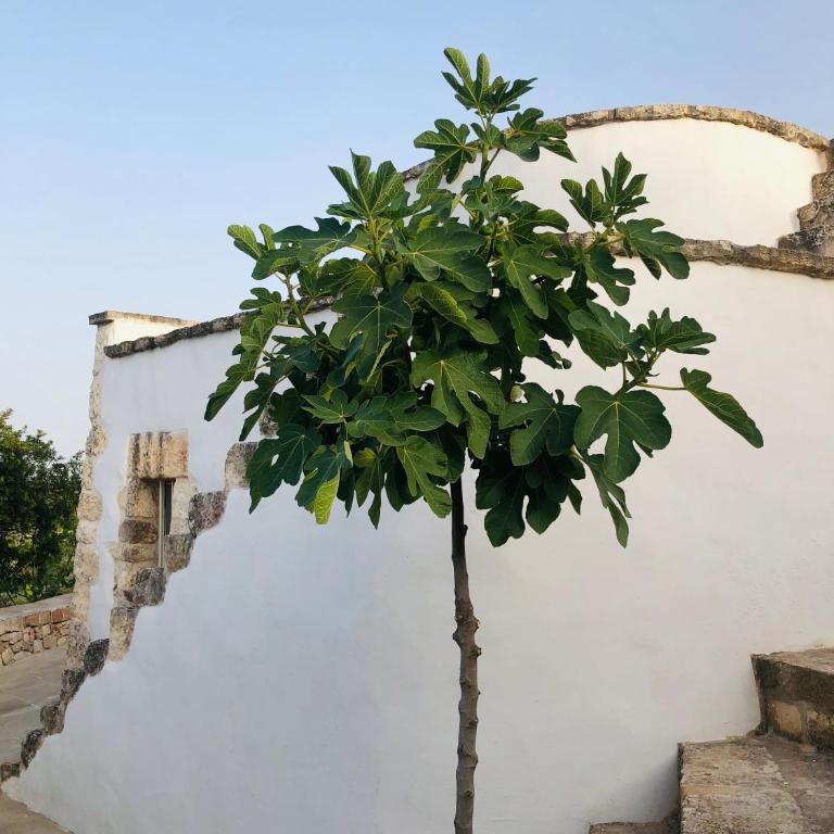 Trullo dell'Upupa - Casa con 3 Camere da Letto - 37