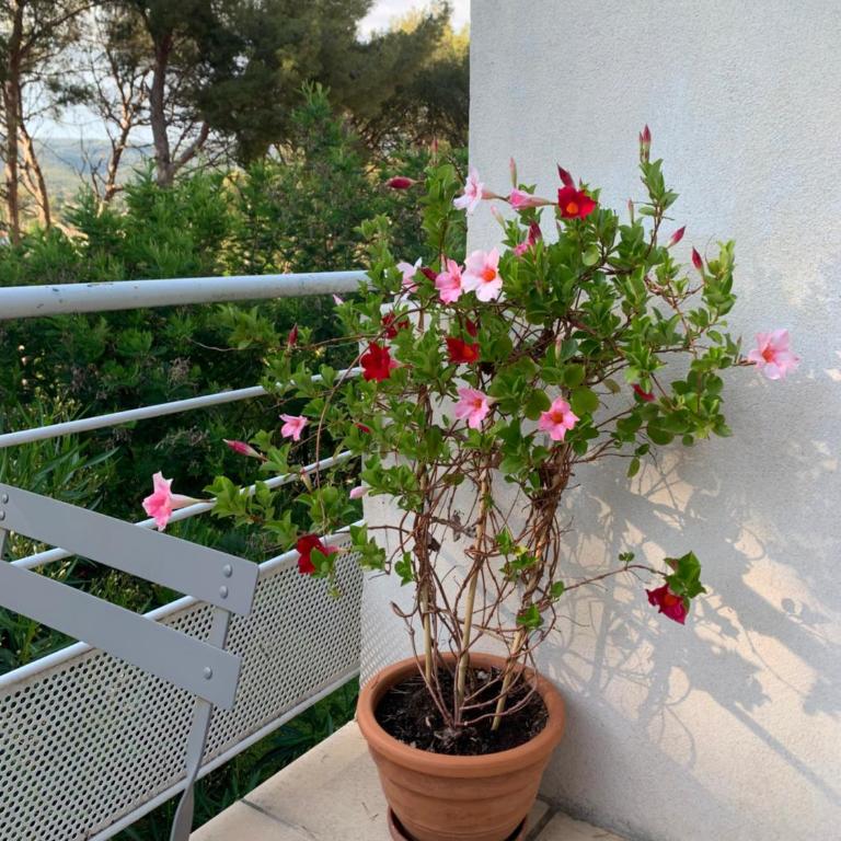 Appartement duplex la Ciotat - Appartement 1 Chambre - 6